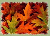0910211731_AUTUNNO.JPG_small.jpg